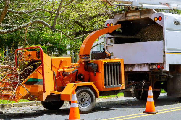 Best Tree Removal Services  in Tallahassee, FL